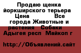 Продаю щенка йоркширского терьера  › Цена ­ 20 000 - Все города Животные и растения » Собаки   . Адыгея респ.,Майкоп г.